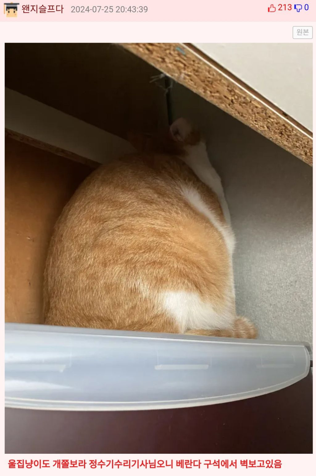 집 수리하는 아저씨 오셔서 셋 다 숨음 | 인스티즈