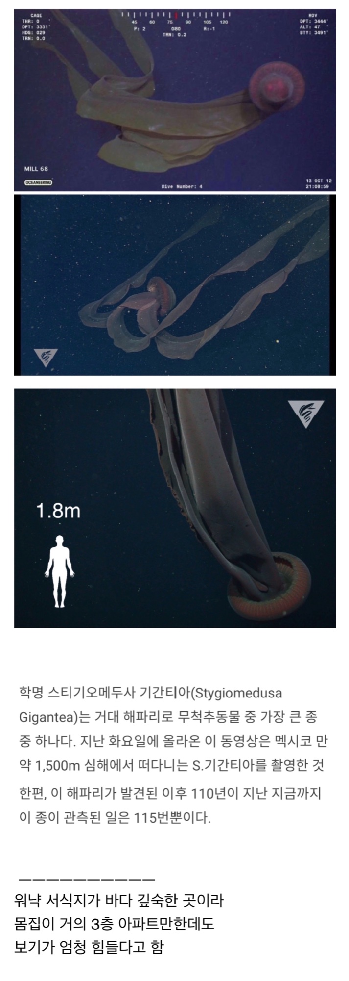 심해 1500m에 사는 거대 해파리 (미방 ㅇ) | 인스티즈
