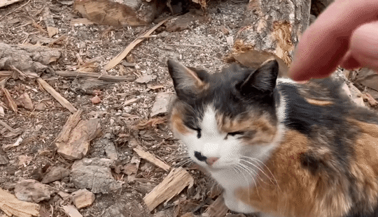 [haha ha] 삼색이 때문에 일을 못 하는 중인 하하하.gif | 인스티즈