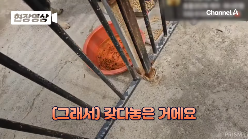 제주 바다 위에 2달간 묶여있던 진돗개 ㅜㅜ | 인스티즈