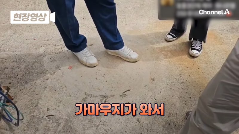 제주 바다 위에 2달간 묶여있던 진돗개 ㅜㅜ | 인스티즈