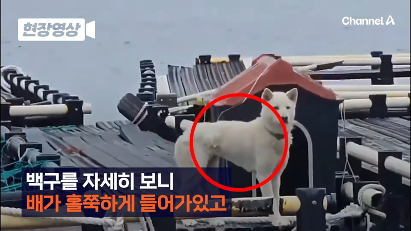 제주 바다 위에 2달간 묶여있던 진돗개 ㅜㅜ | 인스티즈
