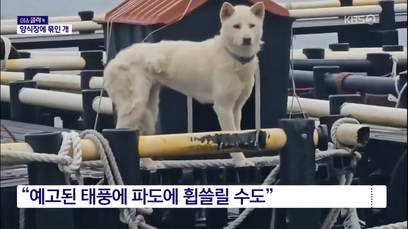 제주 바다 위에 2달간 묶여있던 진돗개 ㅜㅜ | 인스티즈