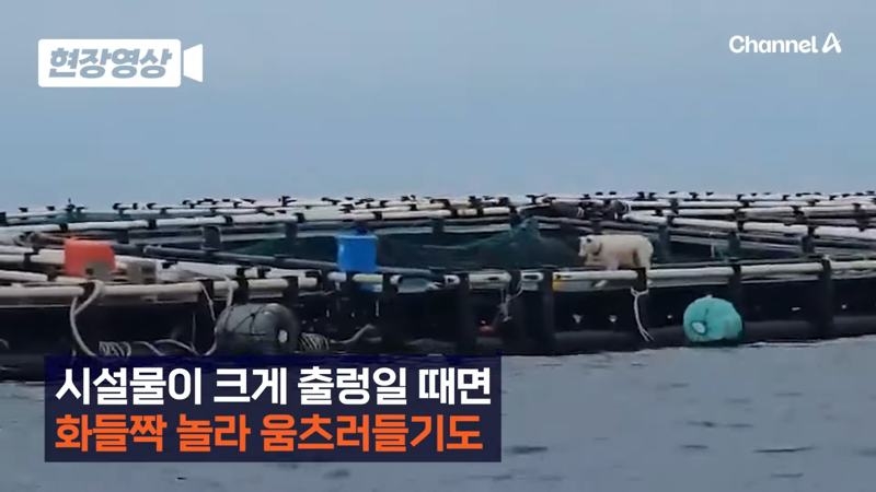 제주 바다 위에 2달간 묶여있던 진돗개 ㅜㅜ | 인스티즈