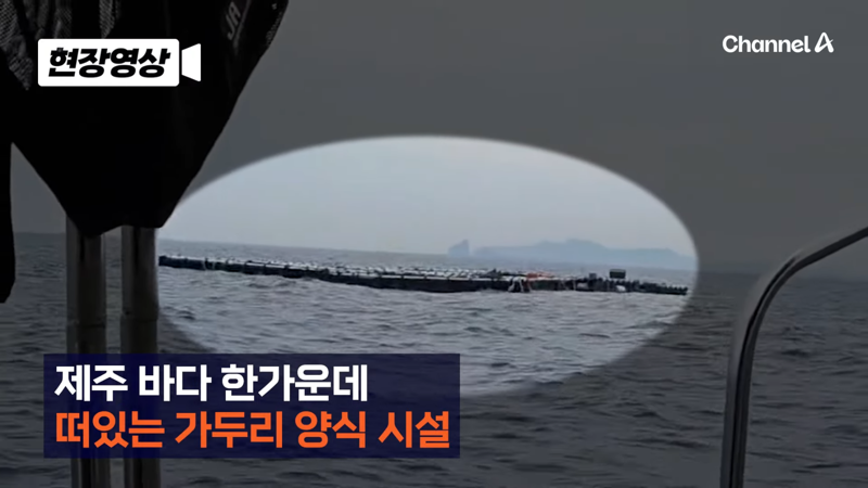  제주 바다 위에 2달간 묶여있던 진돗개 ㅜㅜ