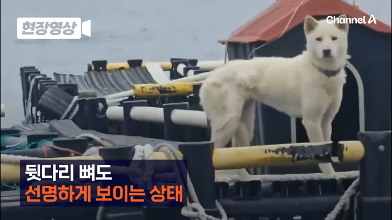 제주 바다 위에 2달간 묶여있던 진돗개 ㅜㅜ | 인스티즈