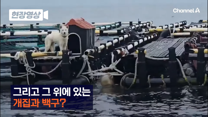 제주 바다 위에 2달간 묶여있던 진돗개 ㅜㅜ | 인스티즈