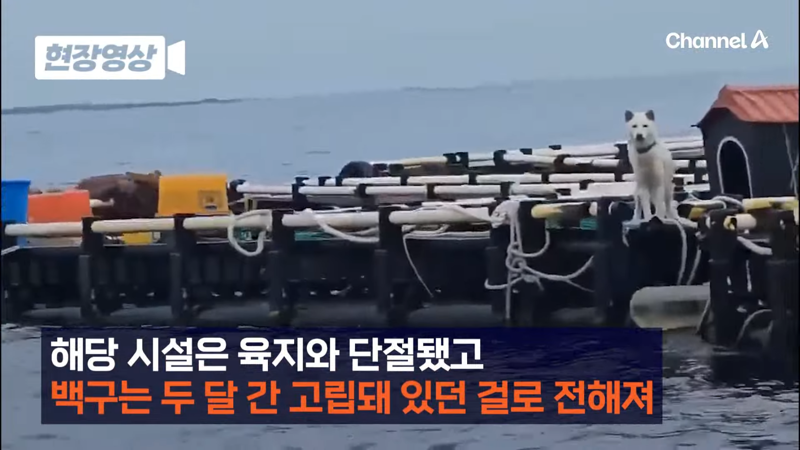 제주 바다 위에 2달간 묶여있던 진돗개 ㅜㅜ | 인스티즈