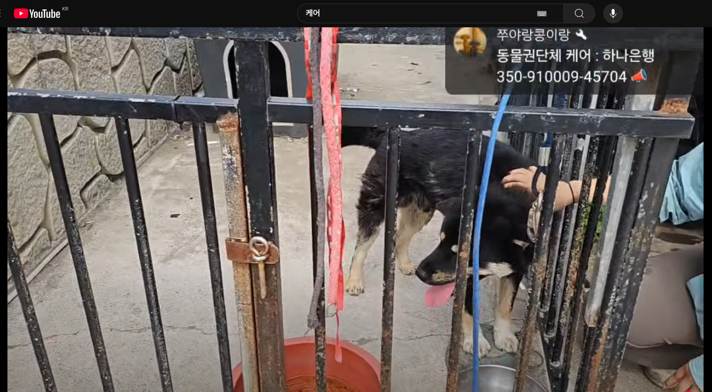 바다 한가운데 백구 강아지 주인 찾았는데 한마리가 아님!!! 임보처 찾아요 | 인스티즈