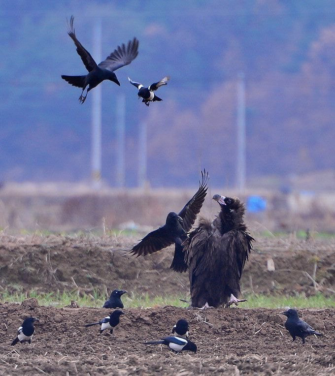 누구든 자기 영역에만 들어오면 눈이 돌아버리는 조류계의 조폭 | 인스티즈