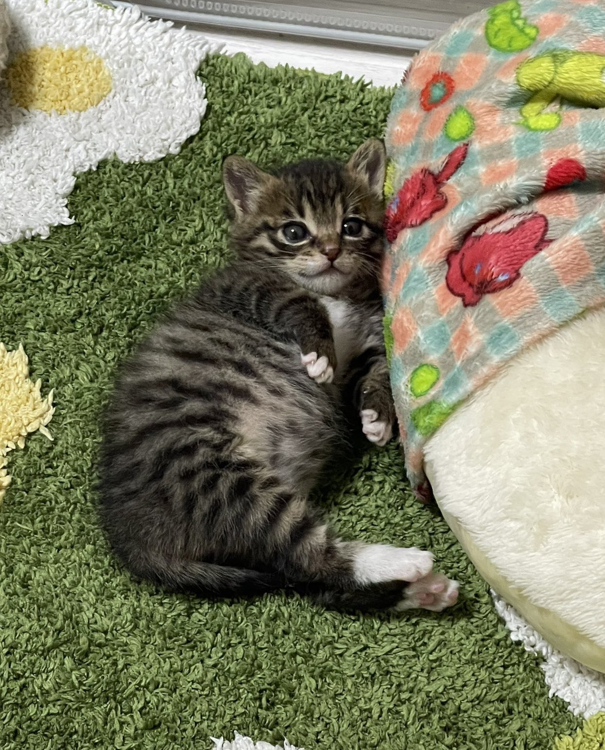  2주간 무럭무럭 자란 고양이 (추가)5