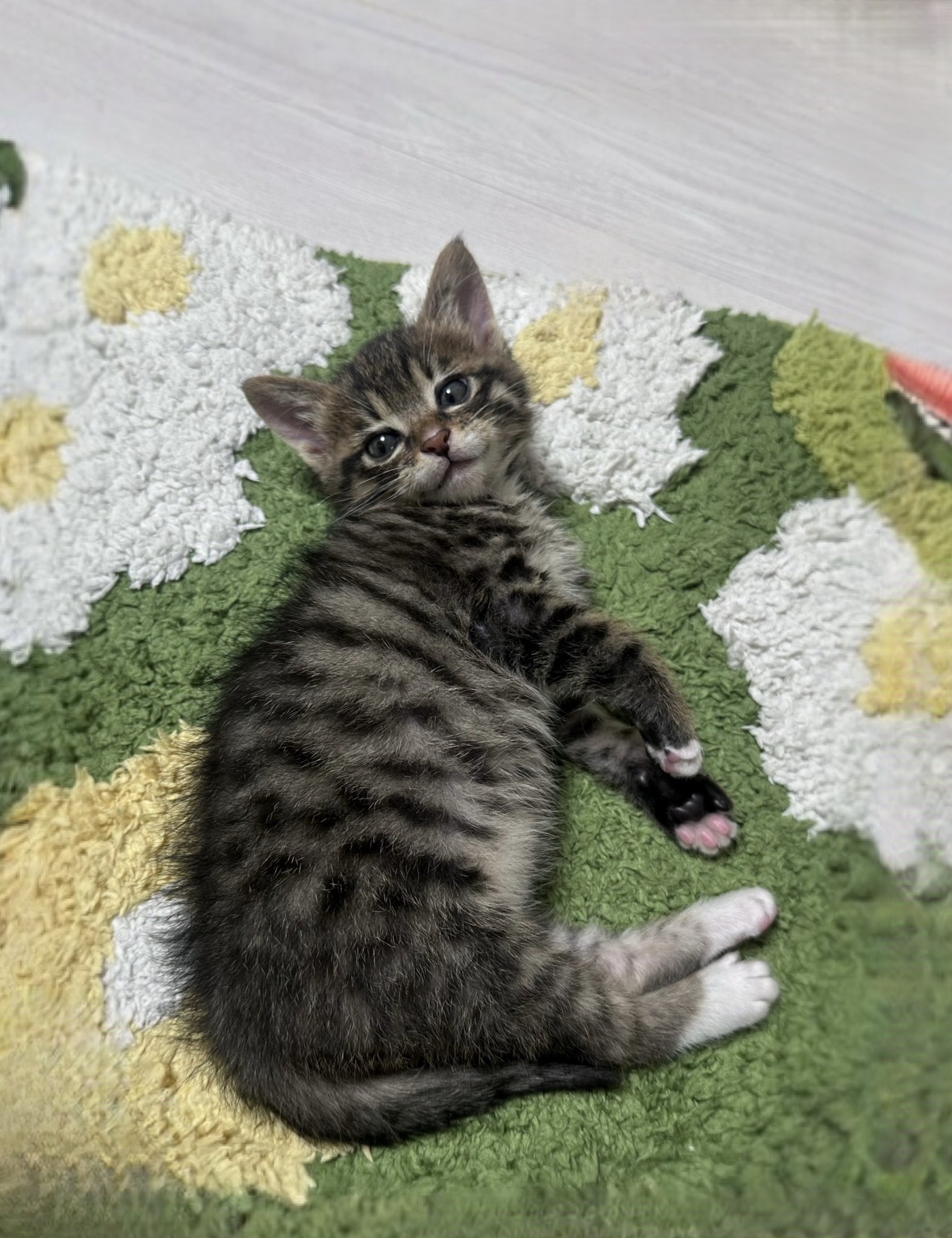 2주간 무럭무럭 자란 고양이 (추가) | 인스티즈