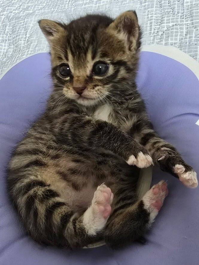 2주간 무럭무럭 자란 고양이 (추가) | 인스티즈