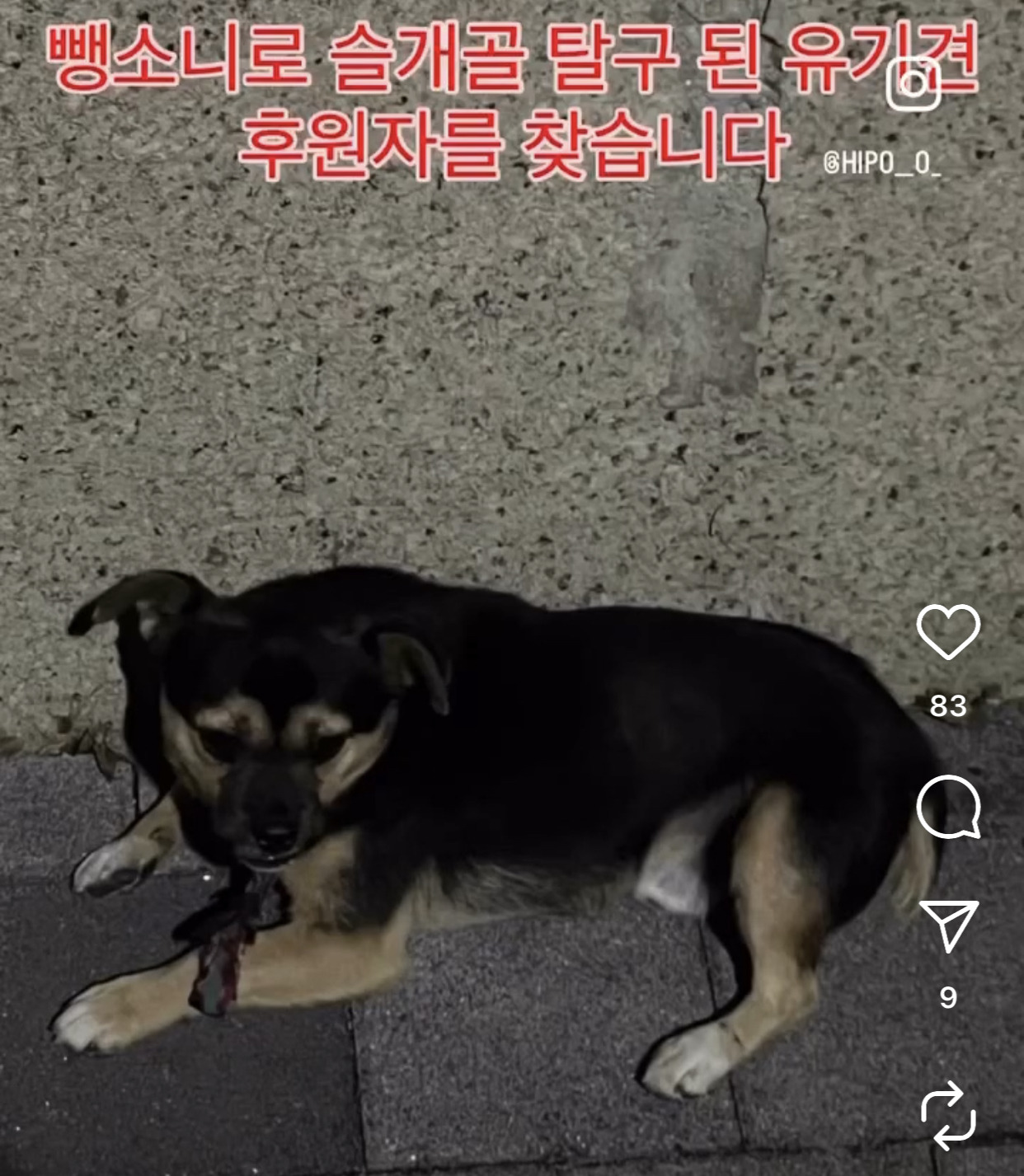  어느 고등학생 눈에 띈 교통사고 당한 유기견 근황1
