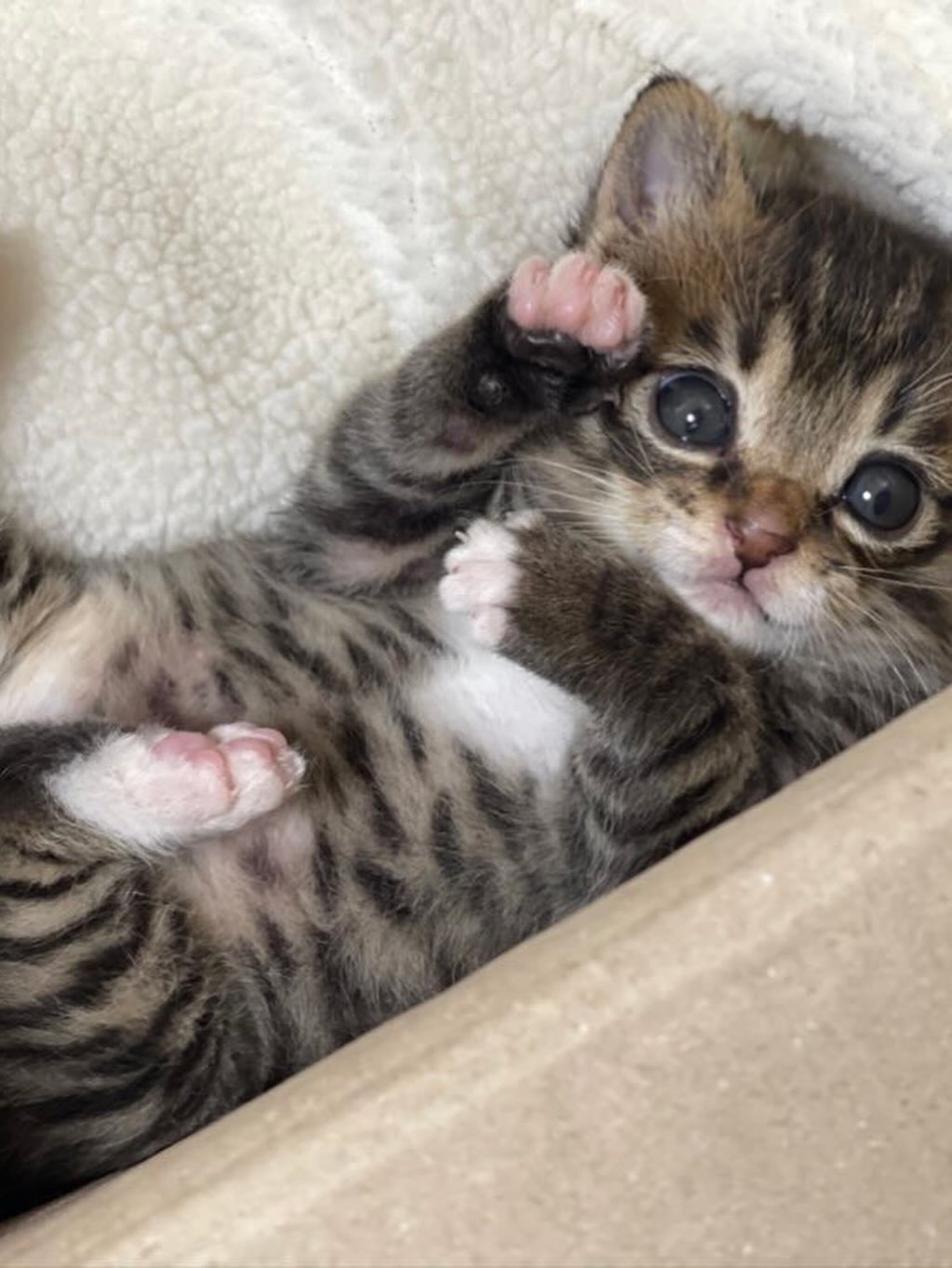 2주간 무럭무럭 자란 고양이 (추가) | 인스티즈