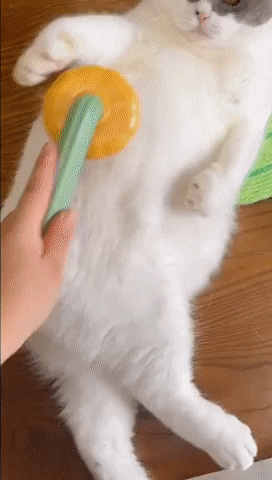  고양이 털 .gif1