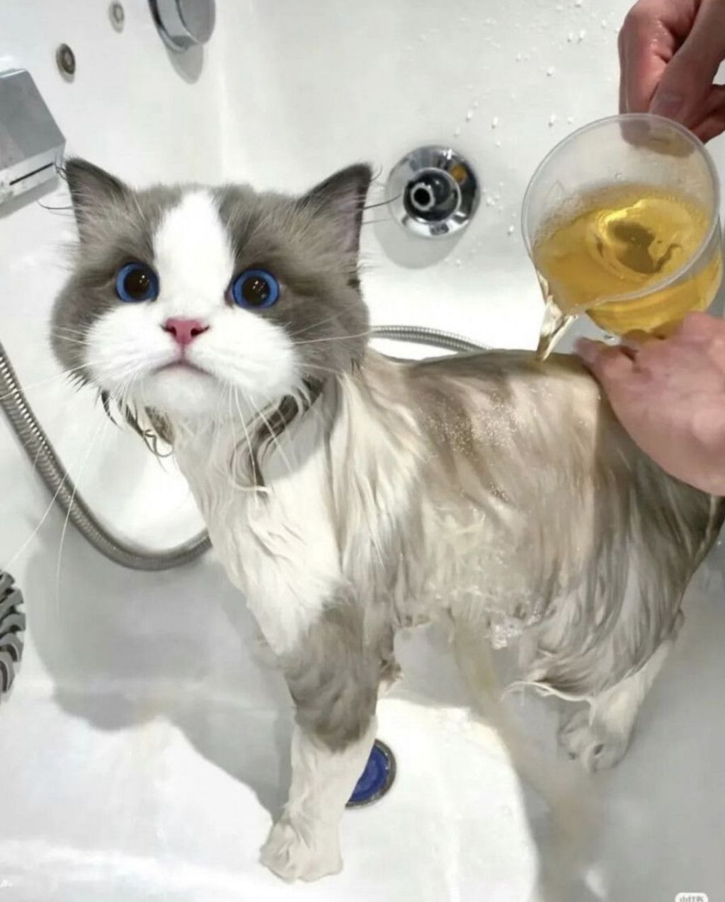 목욕하는 고양이 | 인스티즈