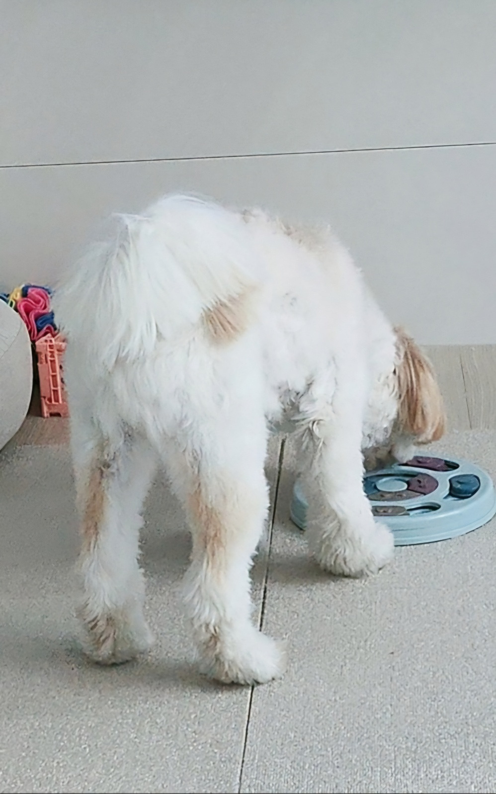 [안산] 에서 잃어버린 강아지 루이를 찾습니다❗️ | 인스티즈