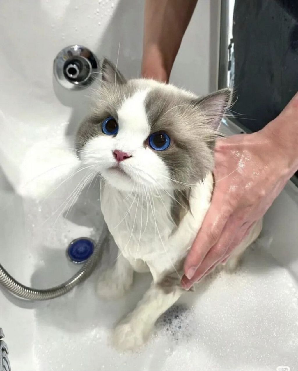 목욕하는 고양이 | 인스티즈