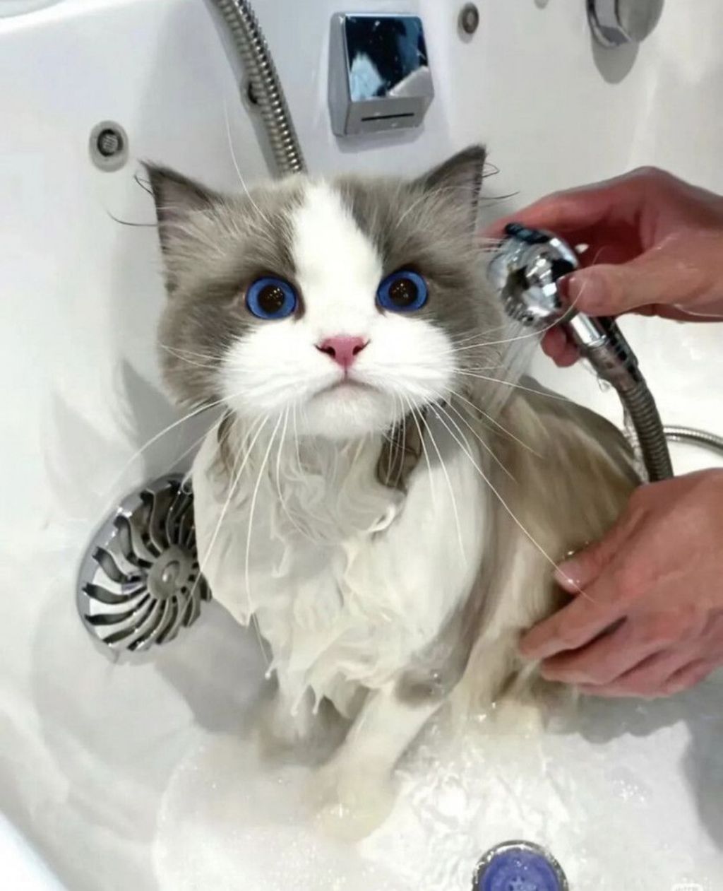 목욕하는 고양이 | 인스티즈