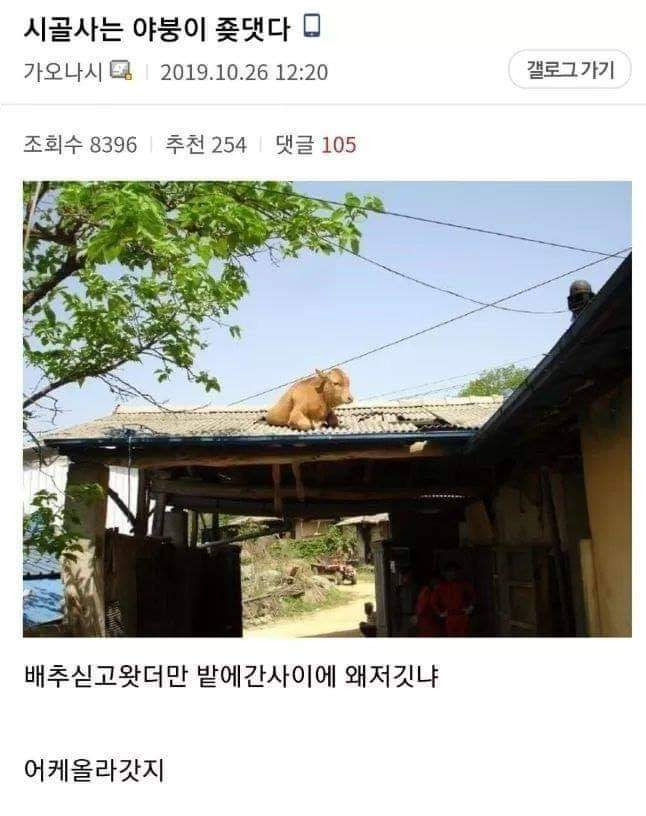  소는 호기심이 많대 소 근처에서 뭘 하고있으면 소가 다가와서 기웃거린대1