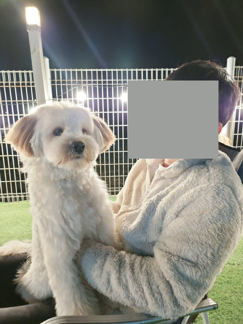 [안산] 에서 잃어버린 강아지 루이를 찾습니다❗️ | 인스티즈