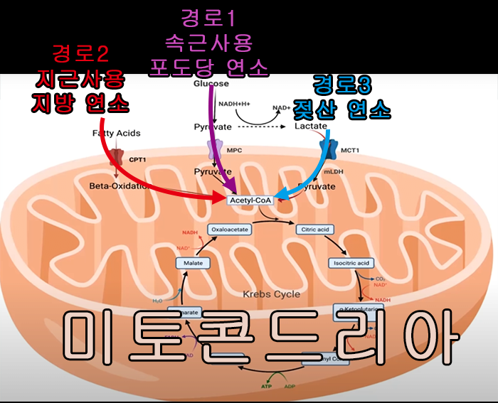  중2도 이해하는 유산소 강도 비율