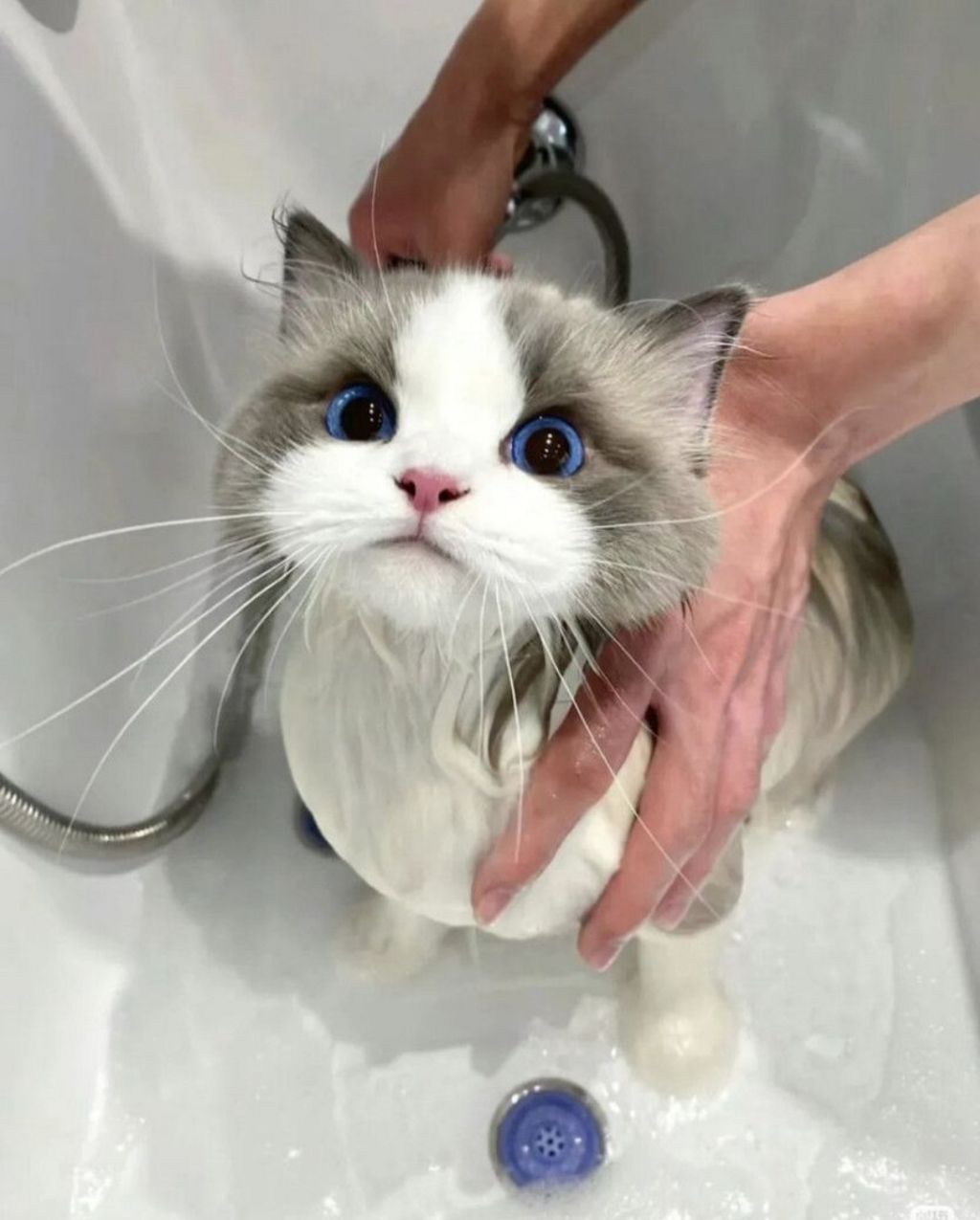  목욕하는 고양이