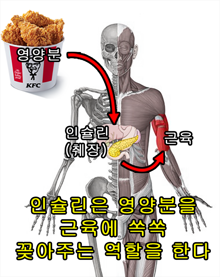  중2도 이해하는 마른비만 인슐린