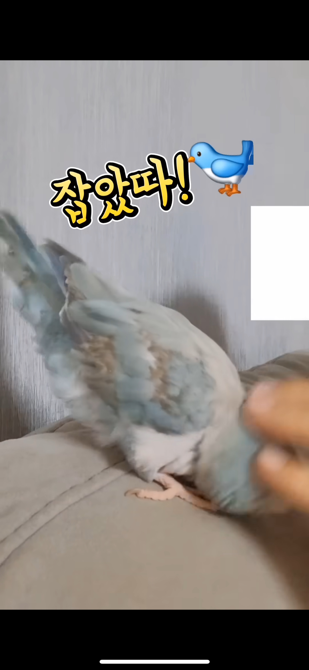  쫑알쫑알거리며 집사와 노는 수다쟁이 앵무새