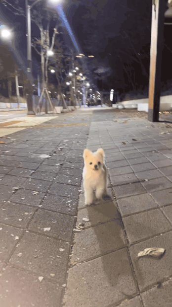  몰르는개예요.gif2
