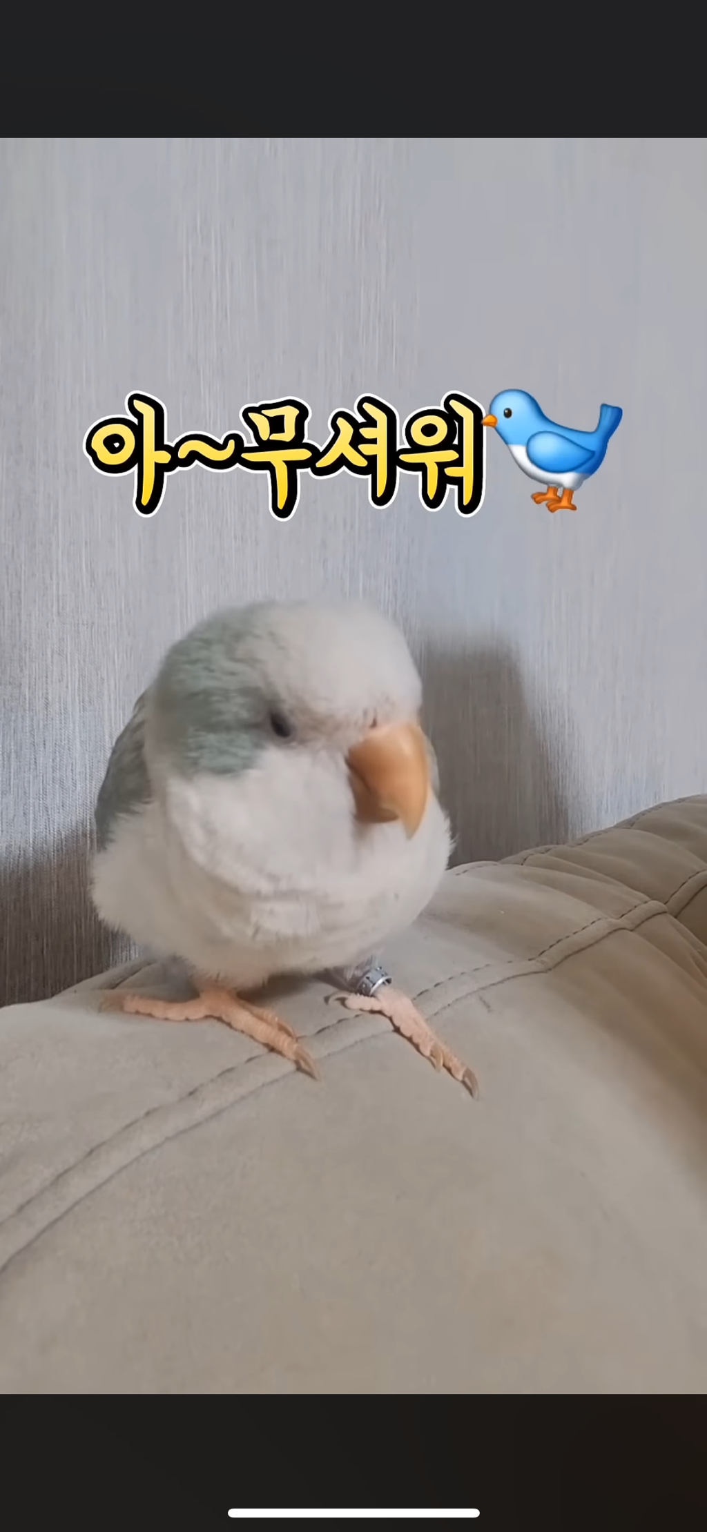 쫑알쫑알거리며 집사와 노는 수다쟁이 앵무새 | 인스티즈