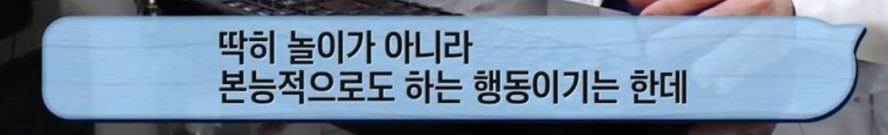 따봉고슴도치 휴지심 좋아도치 2 | 인스티즈