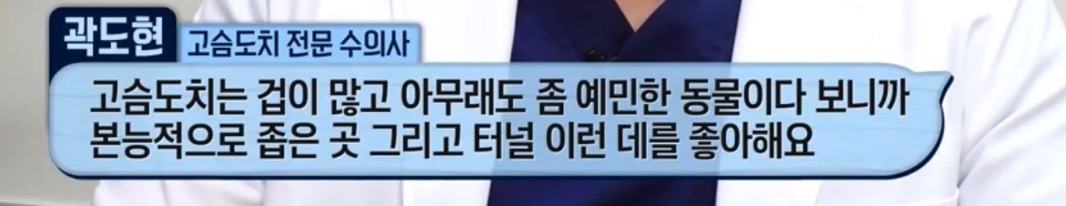 따봉고슴도치 휴지심 좋아도치 2 | 인스티즈