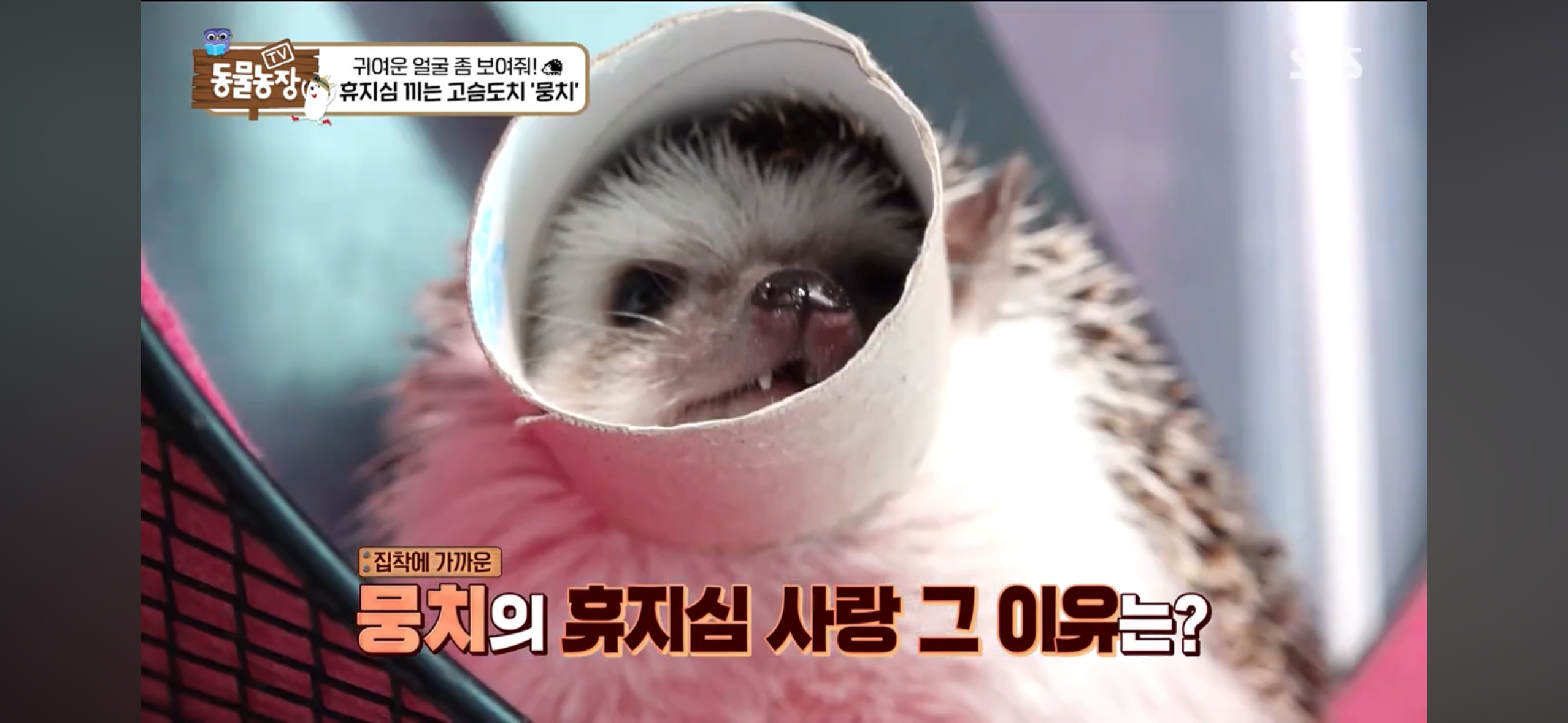 따봉고슴도치 휴지심 좋아도치 2 | 인스티즈