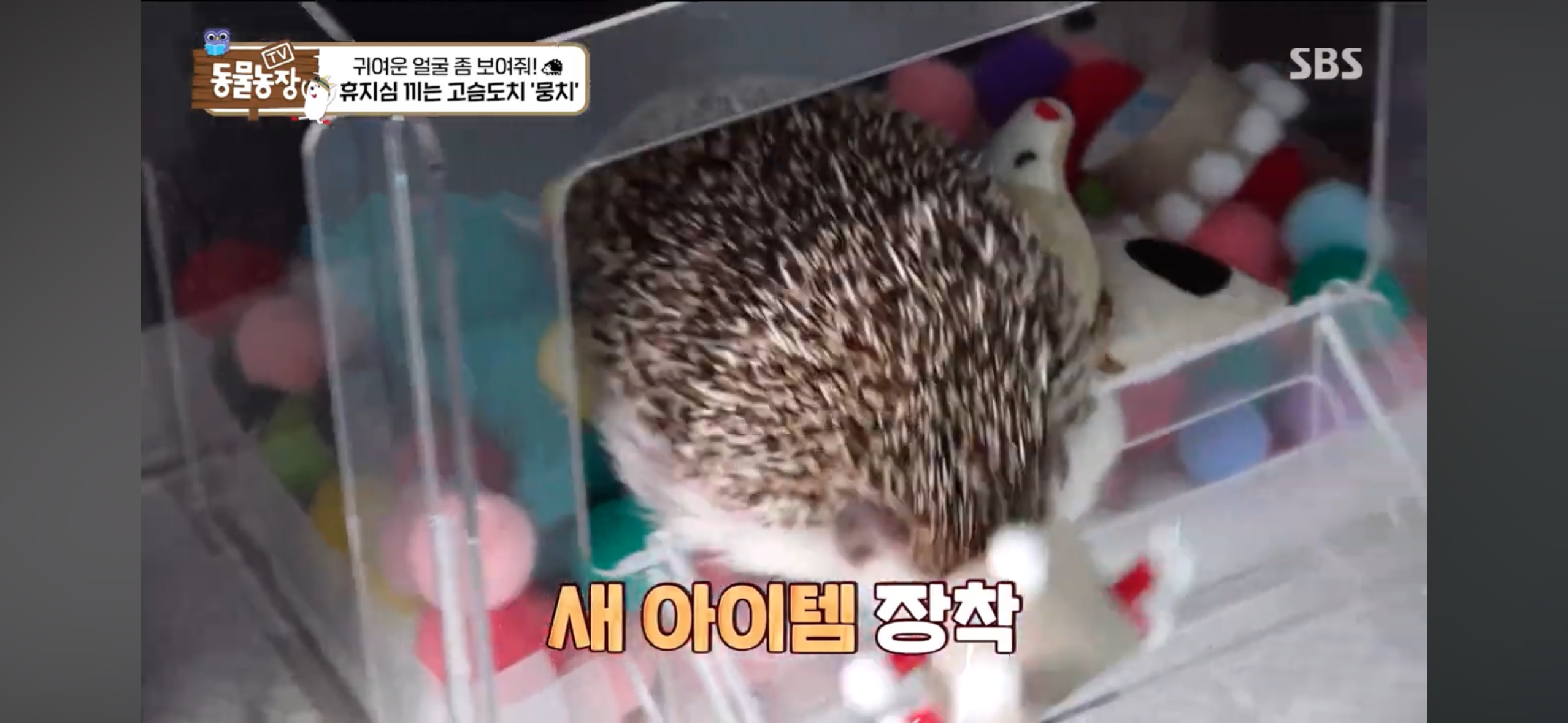 따봉고슴도치 휴지심 좋아도치 2 | 인스티즈