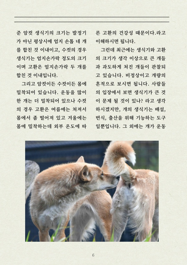 진돗개 는 먼가 다릅니다! | 인스티즈