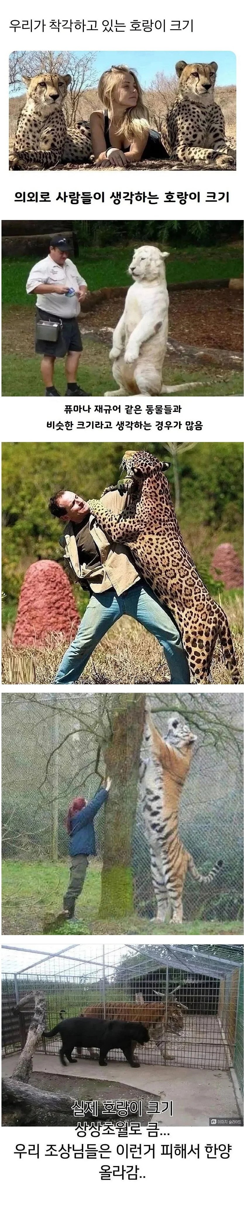  우리가 잘못알고 있는 호랑이 크기의 진실1