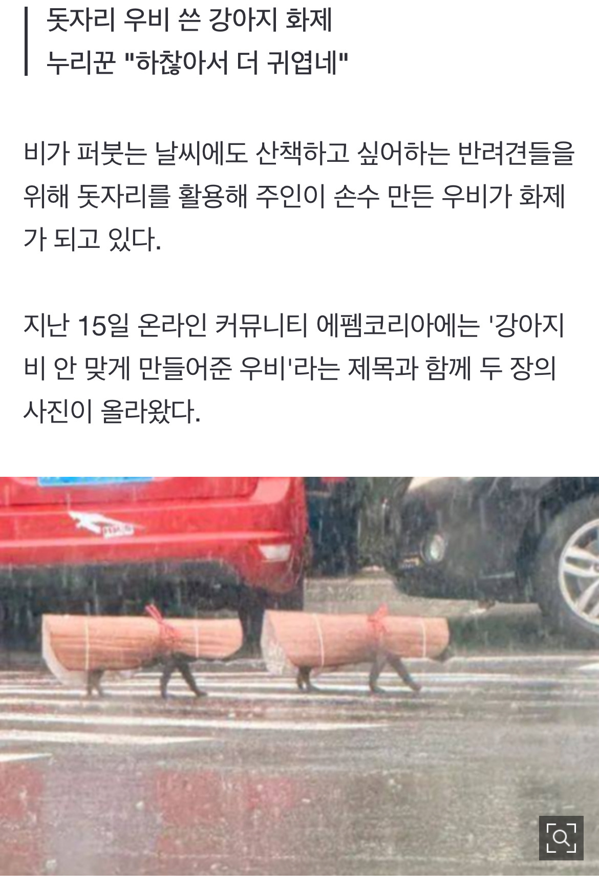 "초밥인 줄 알고 두 번 봤네"…비오는 날 '돗자리 우비' 입은 강아지들 | 인스티즈