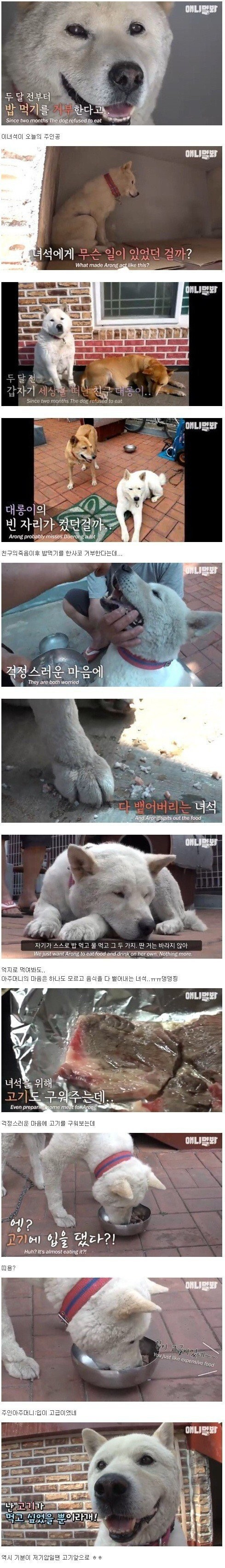  친구가죽고 밥을 거부하는 댕댕이
