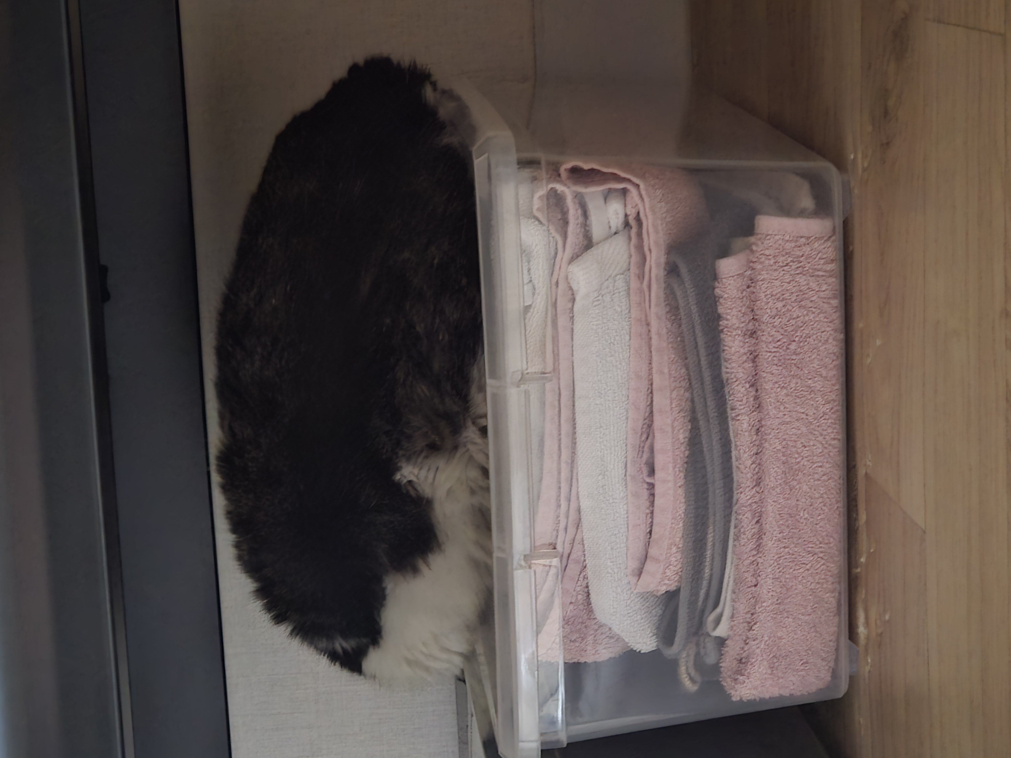 [입양홍보] 고앵이 개인기 보고 가실 분 | 인스티즈