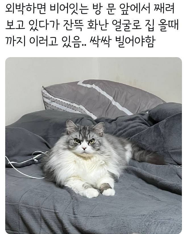  진짜 열받은 고양이 표정2