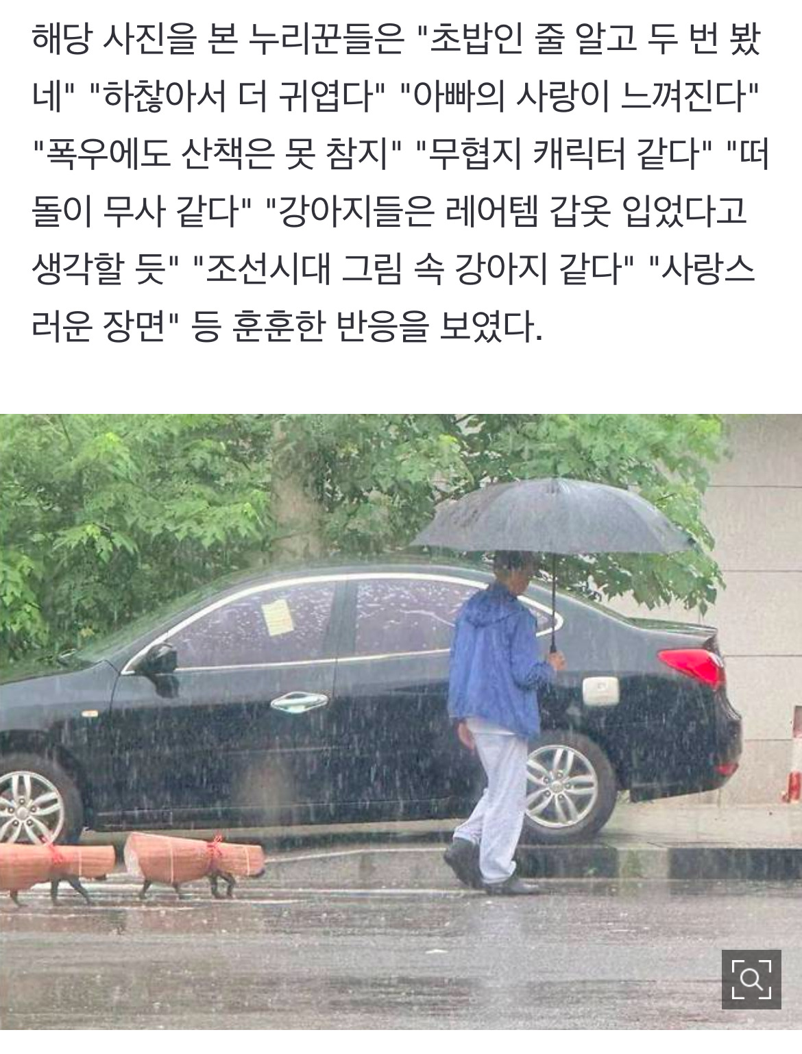 "초밥인 줄 알고 두 번 봤네"…비오는 날 '돗자리 우비' 입은 강아지들 | 인스티즈