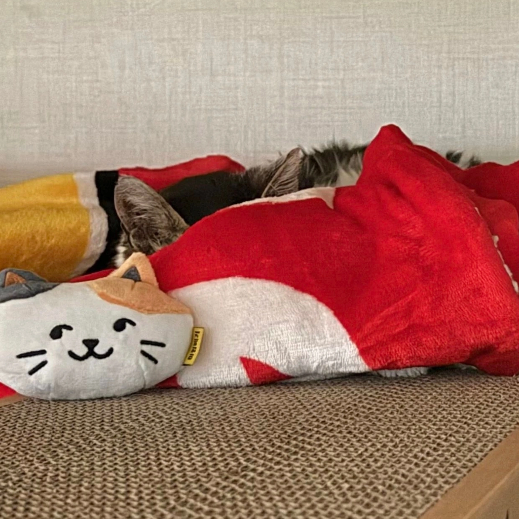 [입양홍보] 고앵이 개인기 보고 가실 분 | 인스티즈