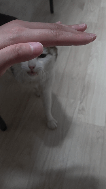 [입양홍보] 고앵이 개인기 보고 가실 분 | 인스티즈