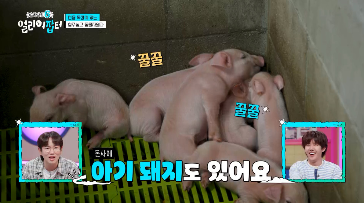 개신기한 병아리 꿈틀대면서 부화하는 모습...jpg | 인스티즈