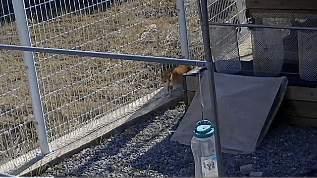 [매탈남] 집나온 병아리 지켜주는 고양이 | 인스티즈