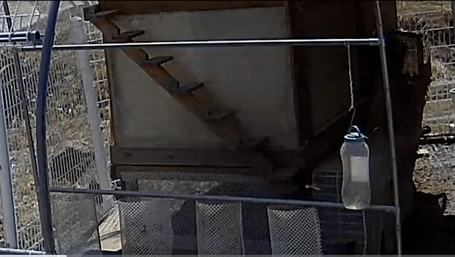 [매탈남] 집나온 병아리 지켜주는 고양이 | 인스티즈