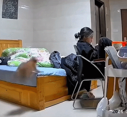  고양이의 우다다다 루틴5