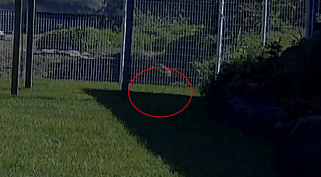 [매탈남] 집나온 병아리 지켜주는 고양이 | 인스티즈